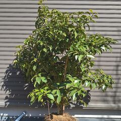 【植木・庭木】シキミ　しきみ　樒　シキビ　2−1の画像