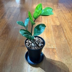 観葉植物 ザミオクルカス