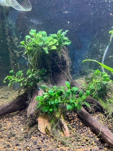 ミクロソリウム本ナロー、アヌビアスキリン