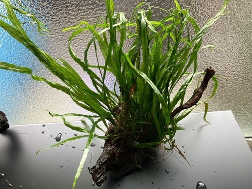 ミクロソリウム本ナロー、アヌビアスキリン