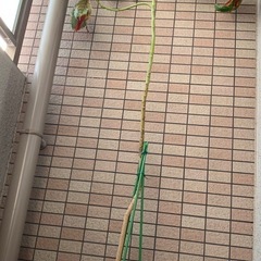 アボカド苗木