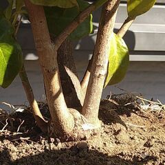 【植木・庭木】シキミ　しきみ　樒　シキビ　2−1の画像