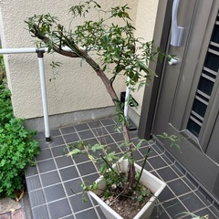 モッコウバラ　白　