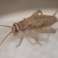 ヨーロッパイエコオロギ50匹生き餌