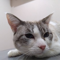 カフェラテのような薄茶色で目色はブルーのイケメン猫です！ - 雲南市