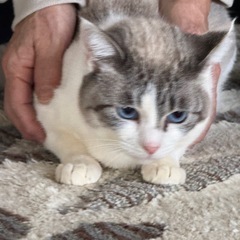 カフェラテのような薄茶色で目色はブルーのイケメン猫です！ - 猫