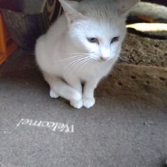 推定3歳のブルーアイの白猫ちゃん