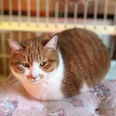 伸びしろ十分!!!　ぽにょ♀ - 猫