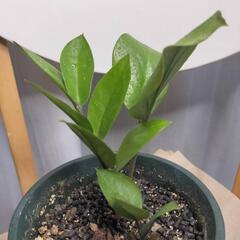 🆓観葉植物/ザミオクルカス