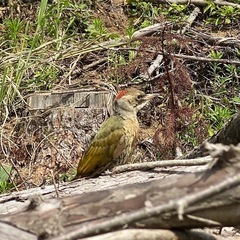 野鳥好きな方🕊️