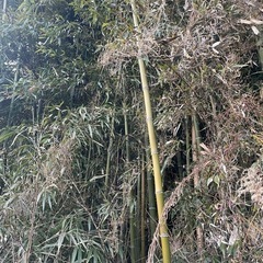竹の画像