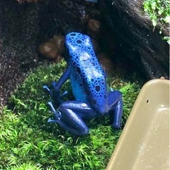 コバルトヤドクガエル　複数購入で割引ありの画像