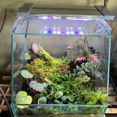 ハイゴケ、流木ナナ、ウィロ-モスその他