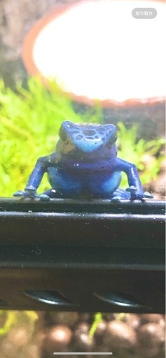 コバルトヤドクガエル　複数購入で割引あり