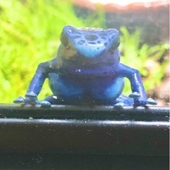 コバルトヤドクガエル　複数購入で割引ありの画像
