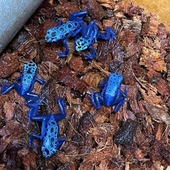 コバルトヤドクガエル　複数購入で割引ありの画像