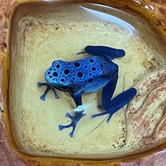 コバルトヤドクガエル　複数購入で割引ありの画像