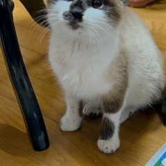 保護した5ヶ月程の女の子