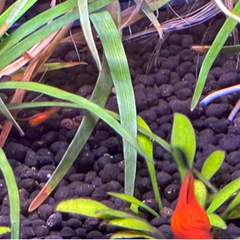 【新規のお問い合わせ中止します】熱帯魚プラティ赤10匹差し上げます。雄雌選べますの画像