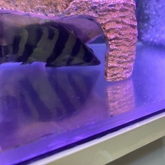 ダトニオリアルバンドの画像