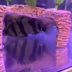 ダトニオ リアルバンド 20センチ 熱帯魚 水槽