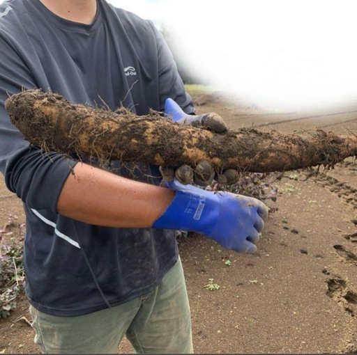 茨城県産‼️山芋‼️10kg‼️ 【公式通販】