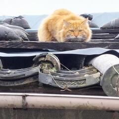 病院の玄関前で捕獲器から逃走しました。
