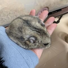  ジャンガリアンハムスター