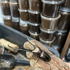 決まりました)メタリフェルホソアカクワガタ♂単の画像