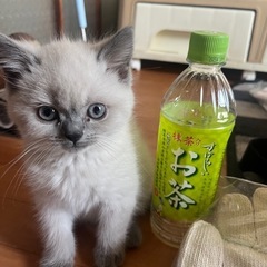 決定🌸ブリティッシュ😻 - 明石市