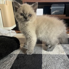 決定🌸ブリティッシュ😻 - 猫