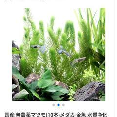 無料の水草！説明欄の必読厳守！