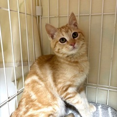 ⭐️クリーム色のとても綺麗な毛色の男の子⭐️