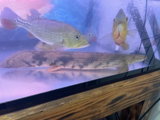 ポリプテルス　エンドリケリー　約55cm
