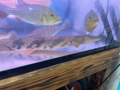 ポリプテルス　エンドリケリー　約55cm
