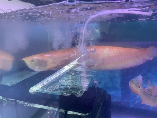 アルビノシルバーアロワナ　約60cm