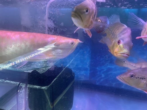 アルビノシルバーアロワナ　約60cm