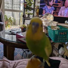 迷子のセキセイインコを捜しております
