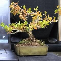 台湾ツゲ