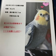 オカメインコを探しています