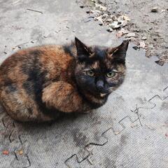 サビ猫(さび)ちゃん♪推定1歳