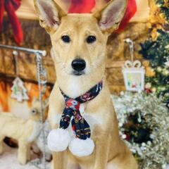 四国犬の姉妹の里親募集します
