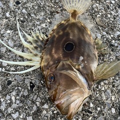 一緒に海釣りしませんか(^^) - メンバー募集