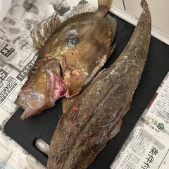 一緒に海釣りしませんか(^^) - 松阪市