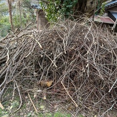 小枝、枯れ枝、木、薪
の画像