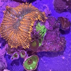サンゴセット