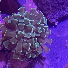 ナガレハナサンゴ　フラグの画像