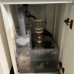 海水魚セット　一式の画像