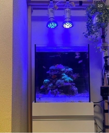 海水魚セット　一式