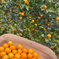 金柑🍊お礼に金柑シロップ作ります